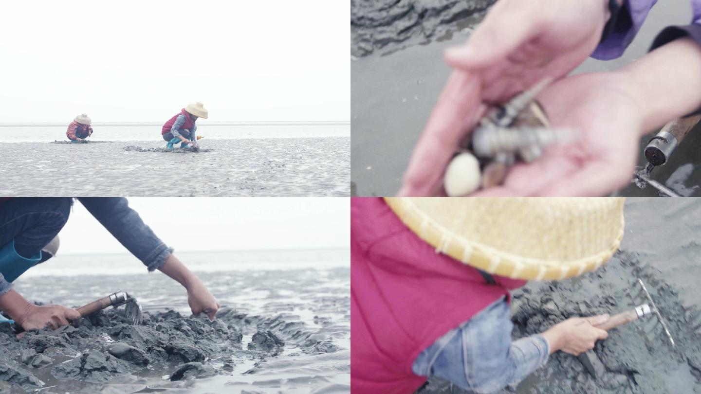 广东雷州半岛 挖钉螺贝壳2
