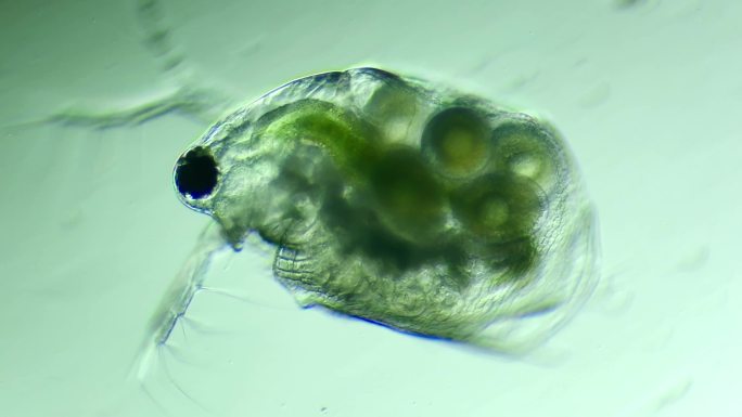 显微镜下的微型动物，枝角类（水蚤）1