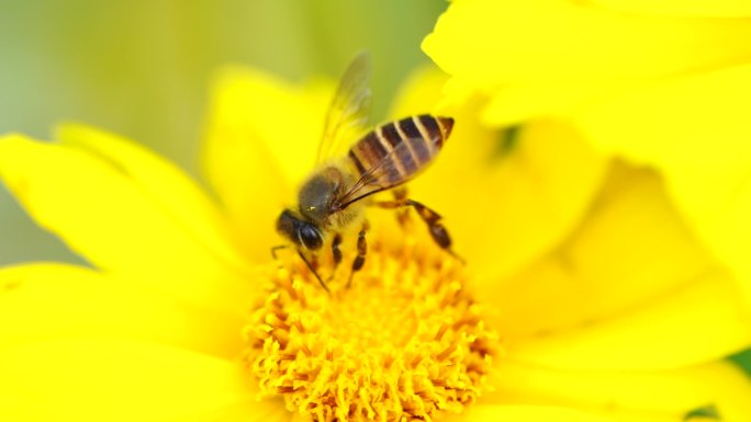 唯美 清新 花朵 蜜蜂 逆光