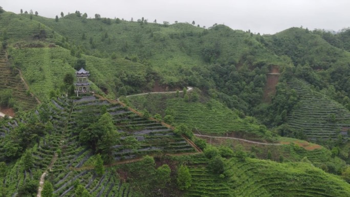 广西凌云茶山白毫茶采茶