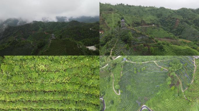 广西凌云茶山白毫茶采茶