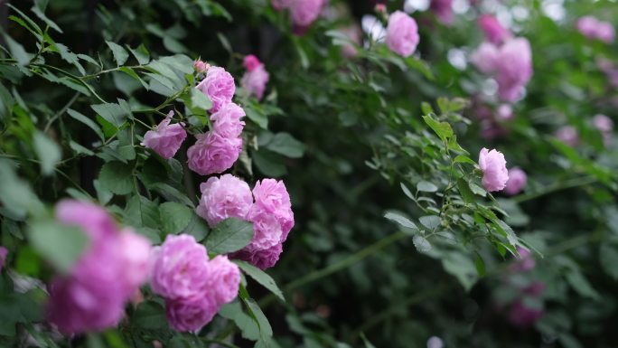 4K实拍微风中盛开的蔷薇花