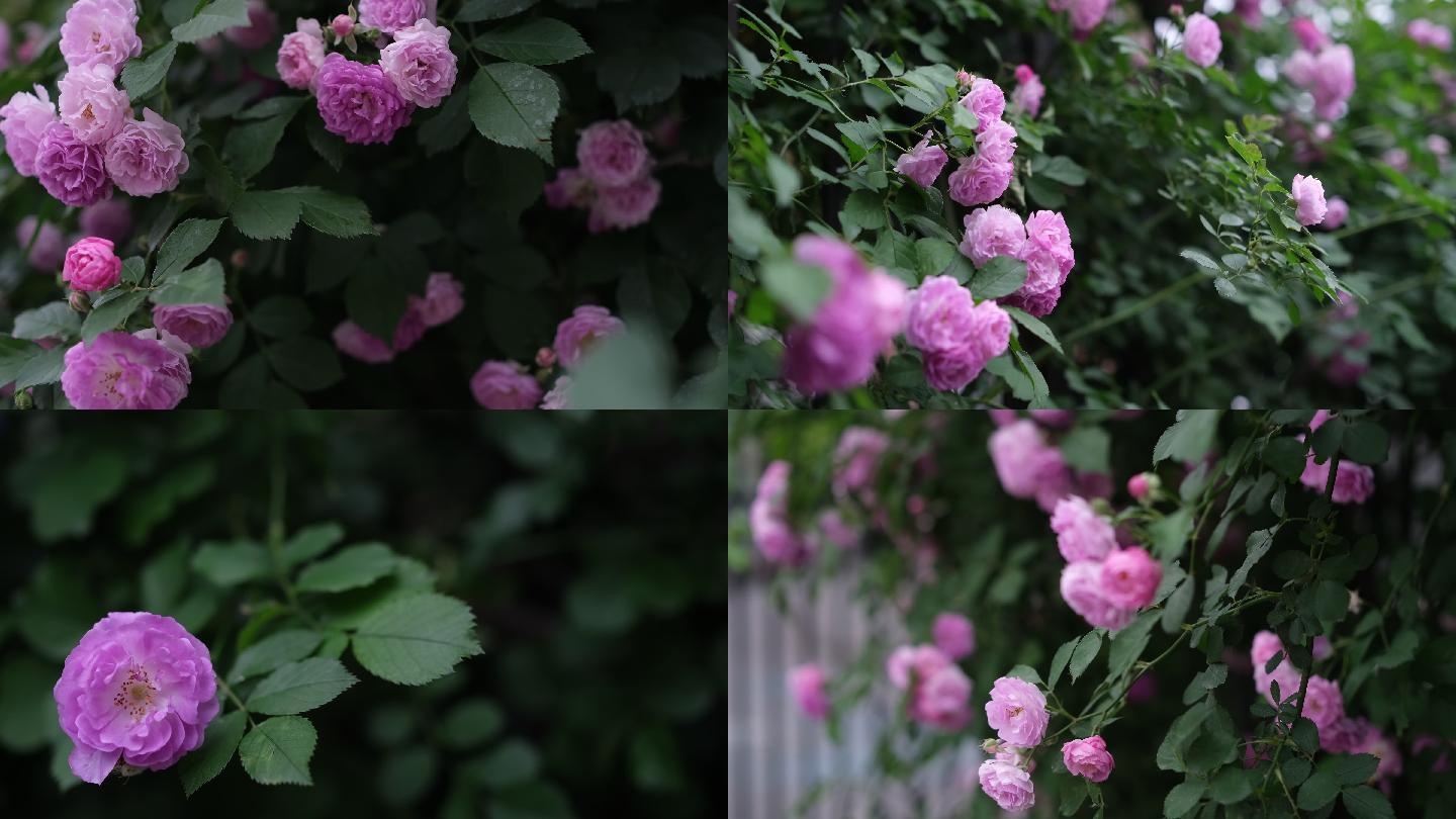4K实拍微风中盛开的蔷薇花