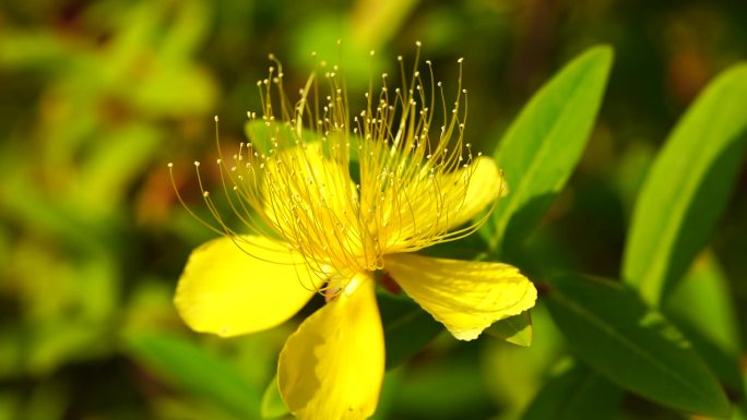 金丝桃 花卉 花蕊