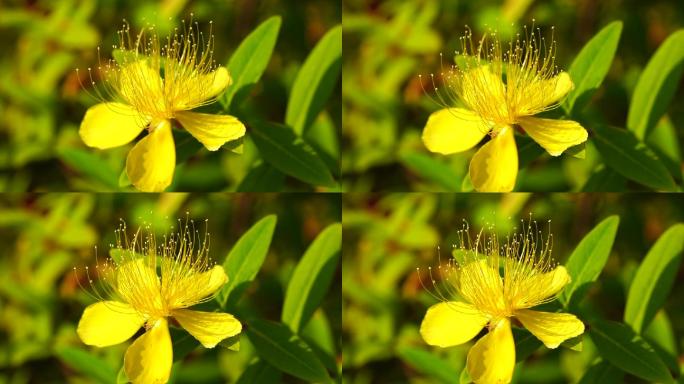 金丝桃 花卉 花蕊