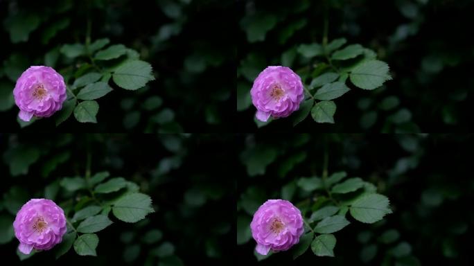 一朵美丽的蔷薇花