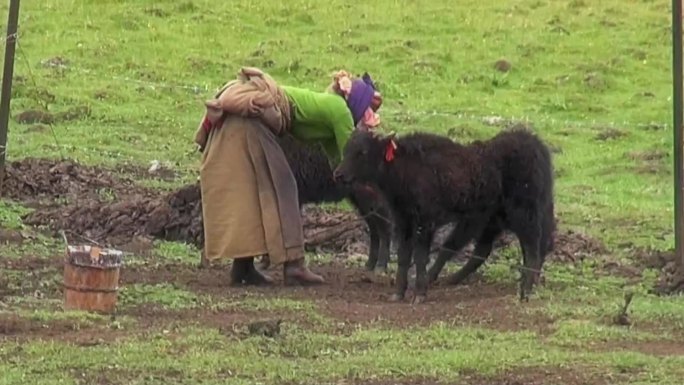 川西草原放牧牦牛藏族姑娘