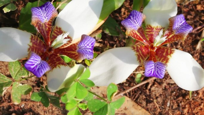 花园里盛开的巴西鸢尾花卉素材