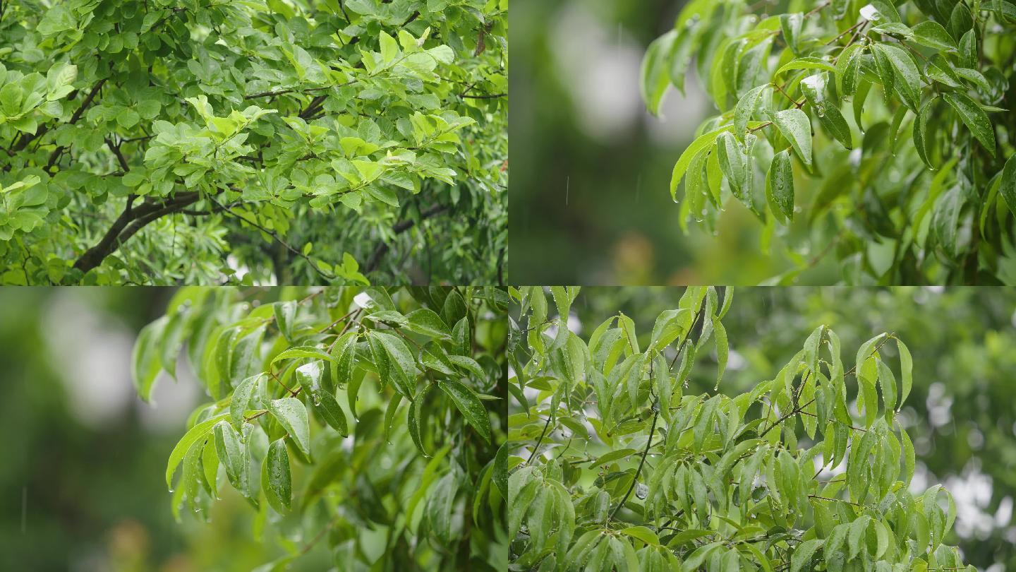 下雨树叶雨滴