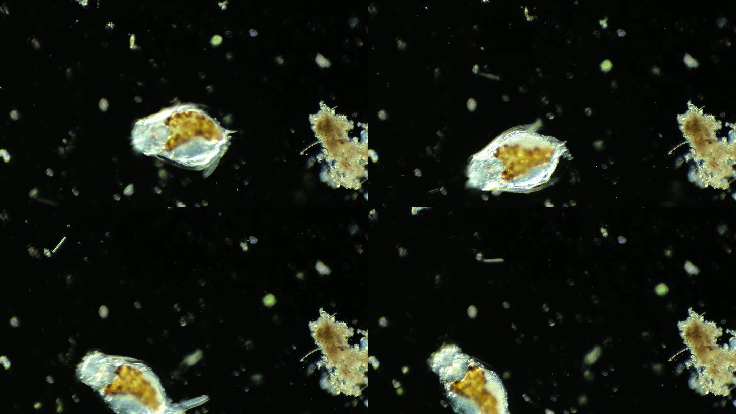 浮游生物动物素材，显微镜下的轮虫4