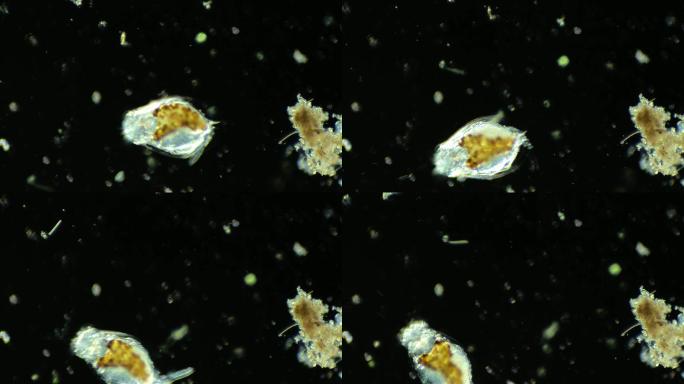 浮游生物动物素材，显微镜下的轮虫4