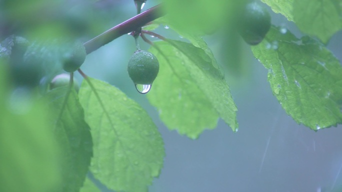 雨中树叶空境