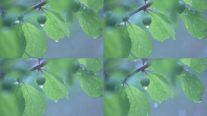 雨中树叶空境