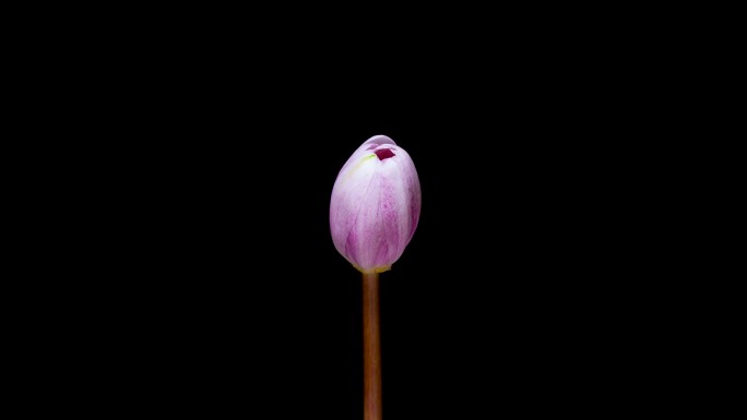 莲花盛开延时 莲花开花过程 莲花开花延时