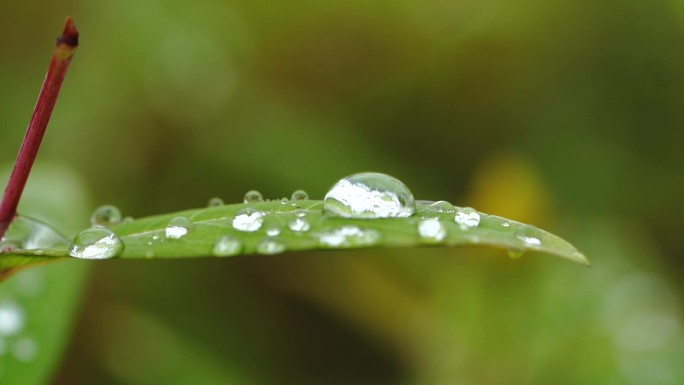 草叶上的露水 露水 晨露 露珠