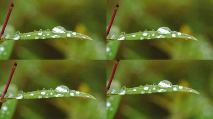 草叶上的露水 露水 晨露 露珠