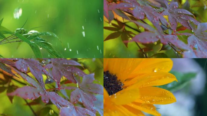 一组升格 节气 治愈 春夏雨水视频素材