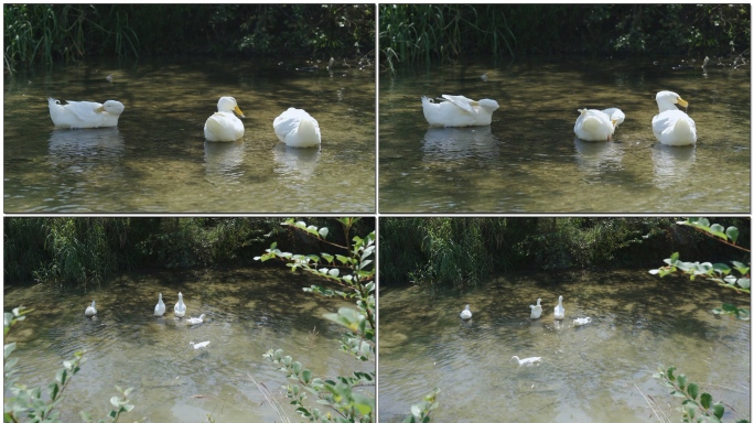 开心的鸭子在水里戏水