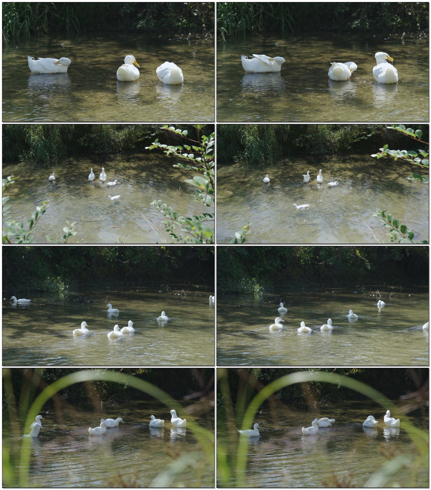 开心的鸭子在水里戏水
