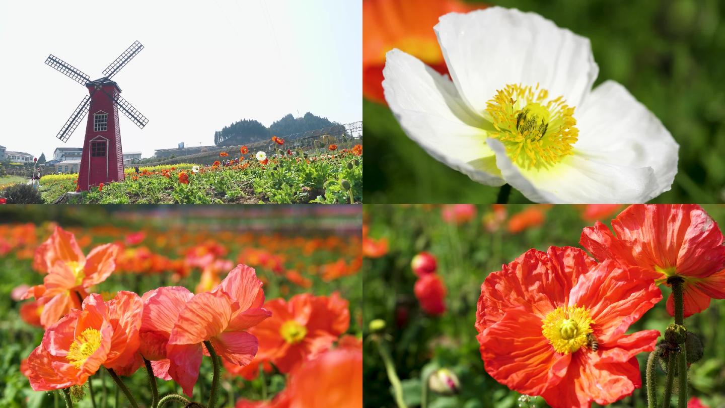 花田、风车、蜜蜂采蜜