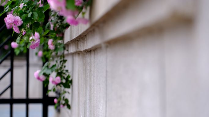 墙角的蔷薇花
