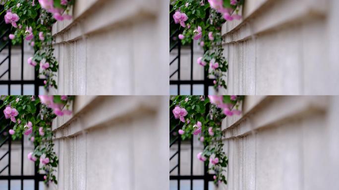 墙角的蔷薇花