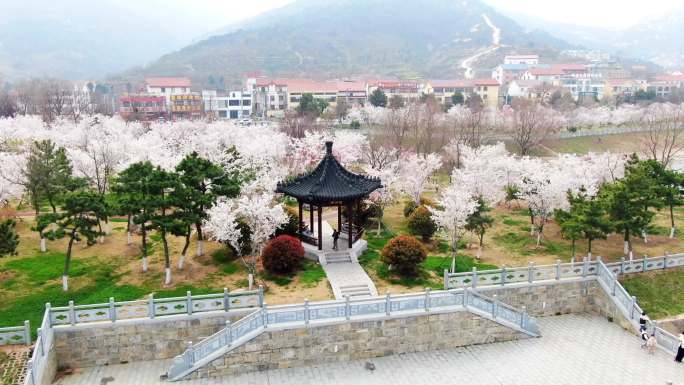 连云港 花果山 大圣湖 樱花大道