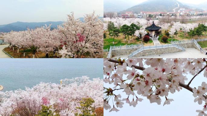 连云港 花果山 大圣湖 樱花大道