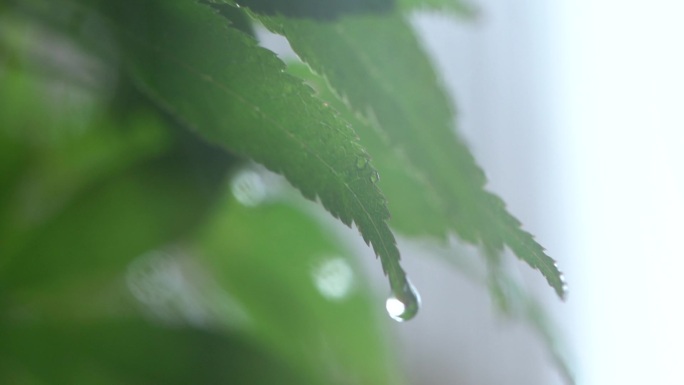 雨后绿植