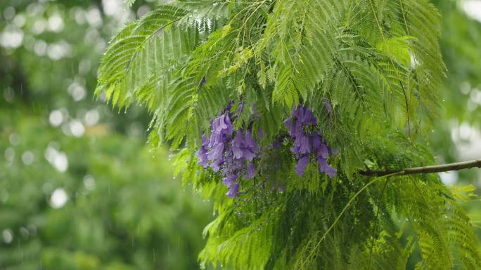 雨中蓝楹花