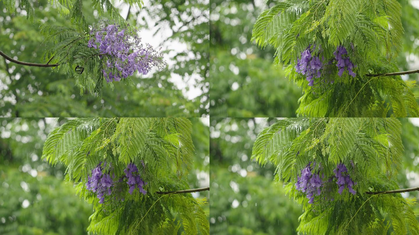 雨中蓝楹花