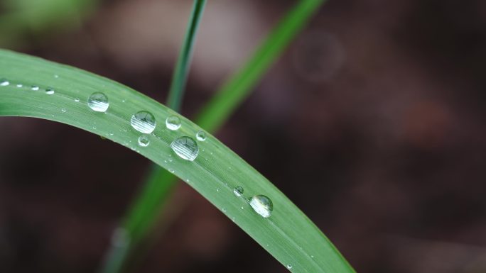 雨后露水露珠绿叶绿植实拍素材