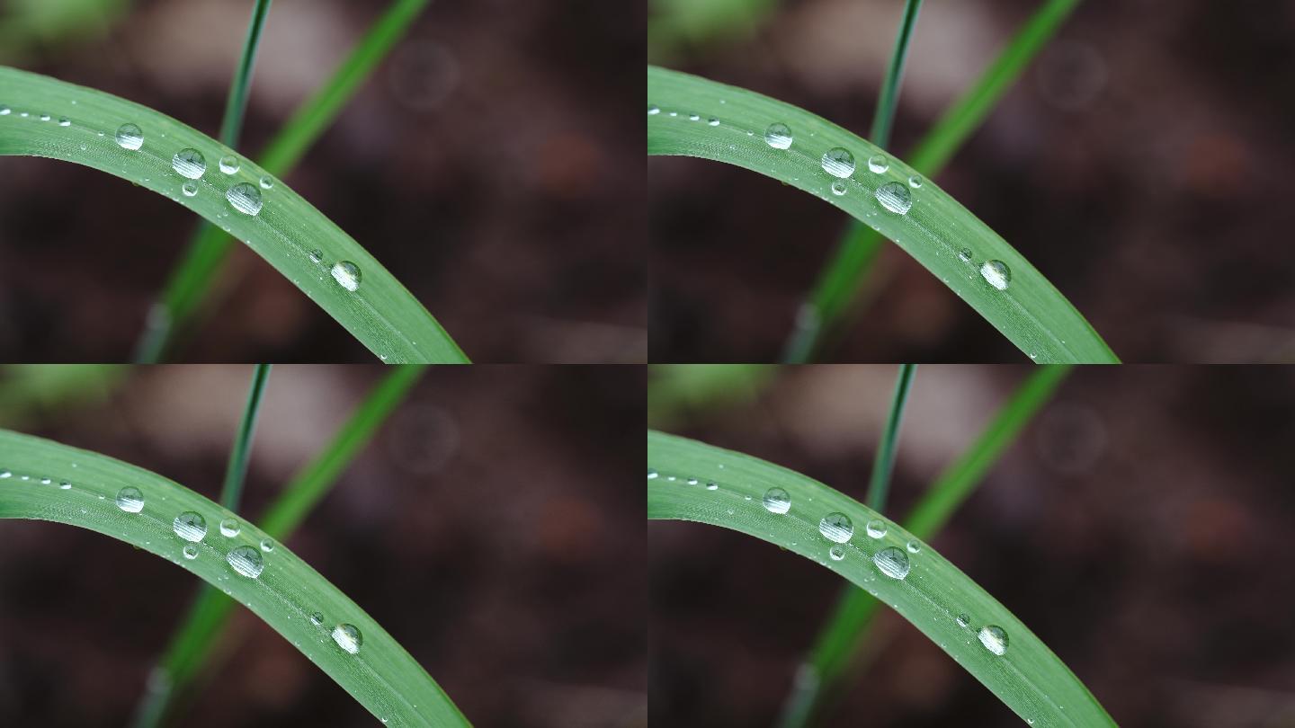 雨后露水露珠绿叶绿植实拍素材