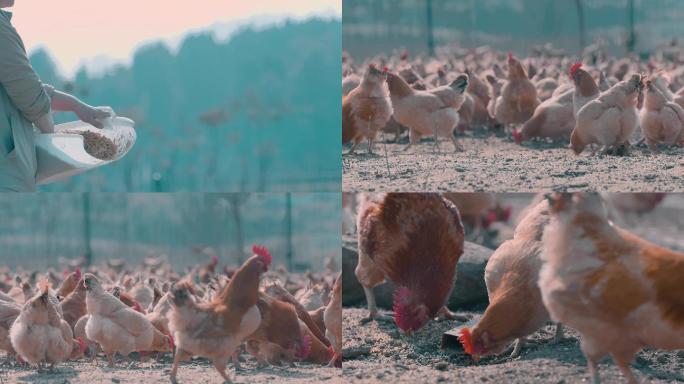 养殖场的鸡