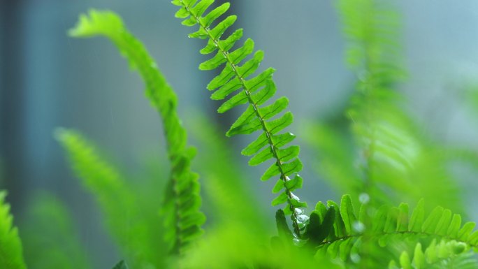 雨天景色