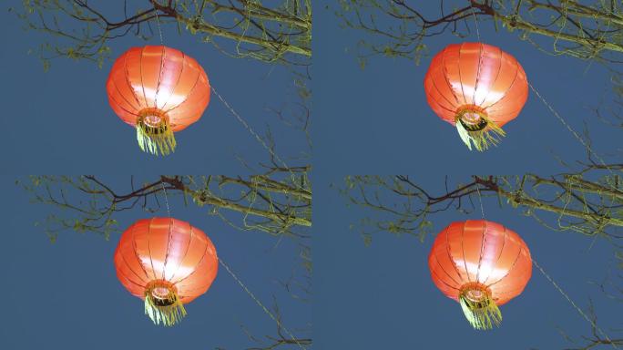 挂在树上的灯笼 (2)