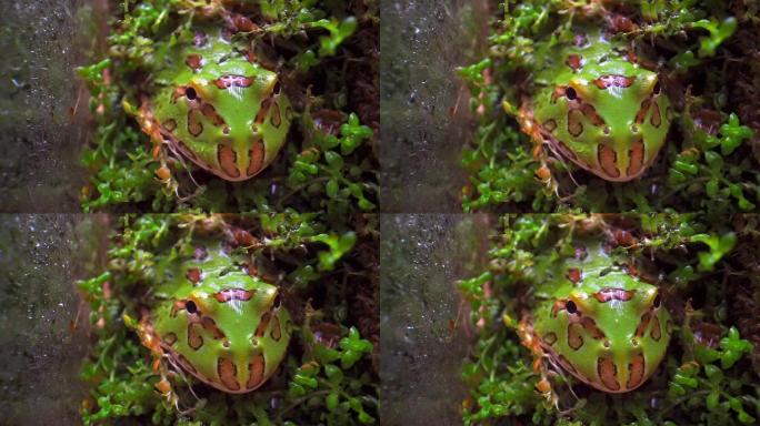 微距拍摄苔藓中的角蛙