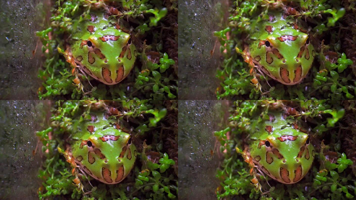 微距拍摄苔藓中的角蛙