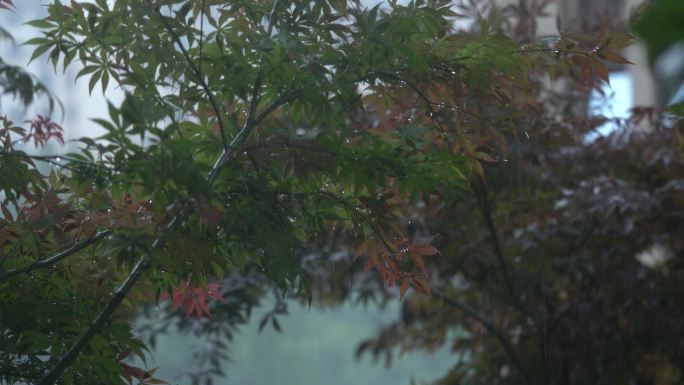 春雨绿色  夏天暴雨