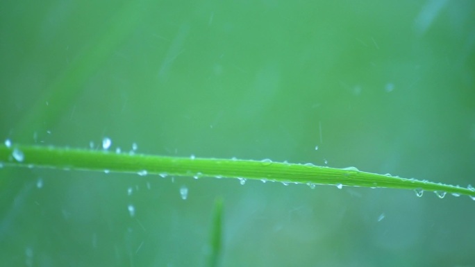雨水落在绿草上
