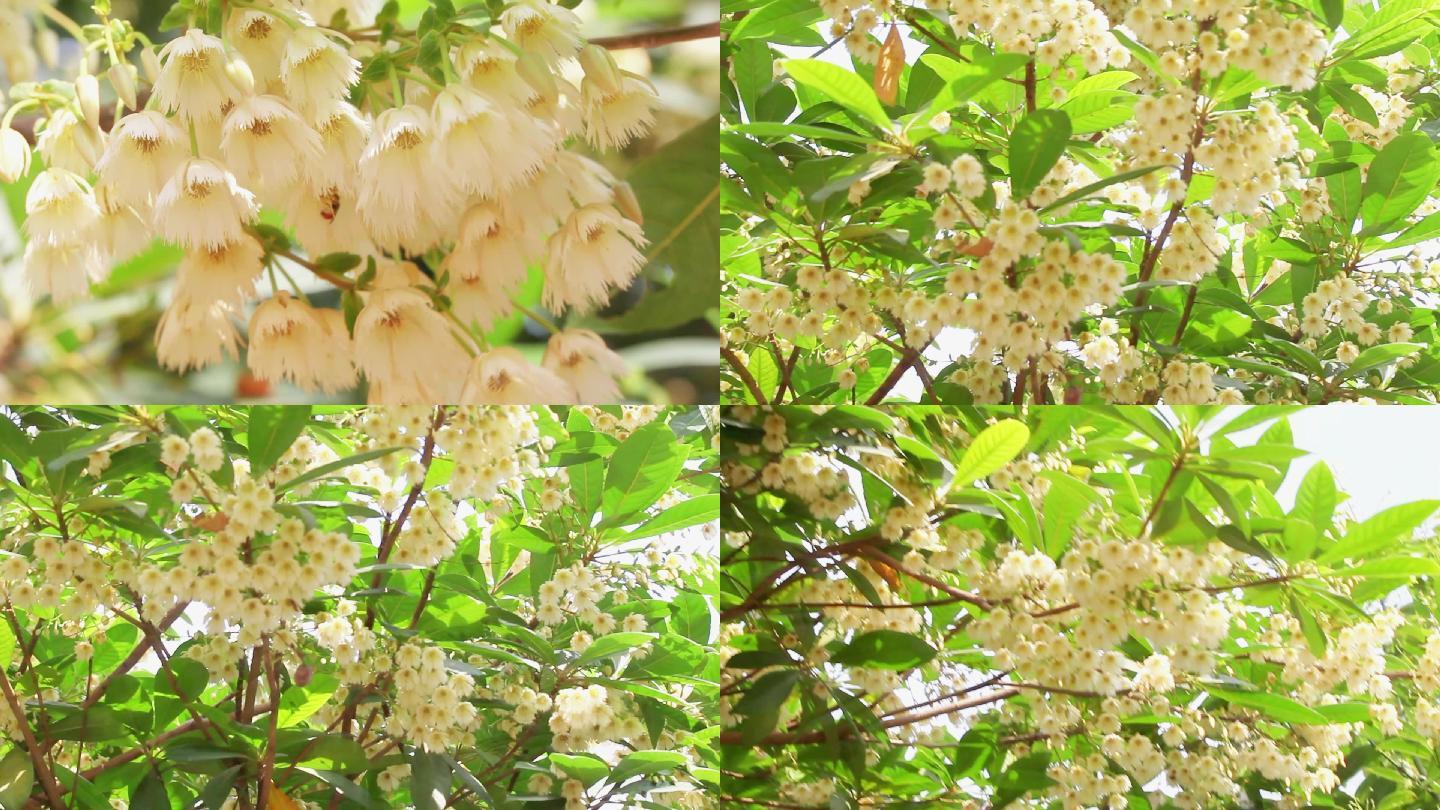 大自然盛开的白色花卉长芒杜英树特写