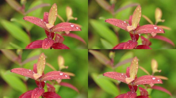 雨后叶子上的露珠