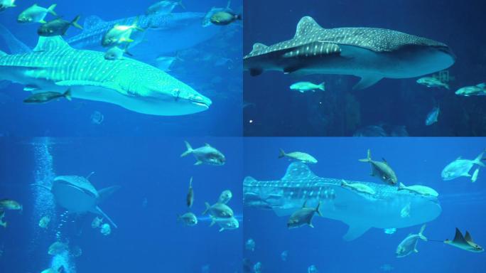 海洋王国 海洋公园 水下世界 各种鱼类