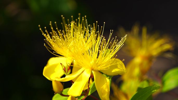 金丝桃 花卉 花蕊