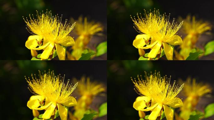 金丝桃 花卉 花蕊