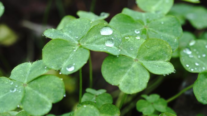 雨后三叶草