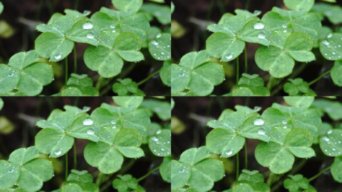 雨后三叶草