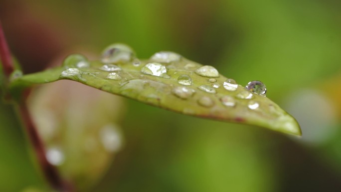 草叶上的露水 露水 晨露 露珠