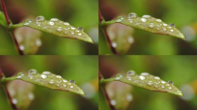 草叶上的露水 露水 晨露 露珠