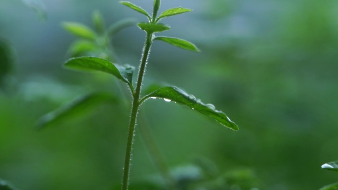 雨天植物上的雨水